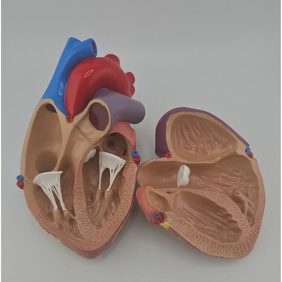 1996 GPI Anatomical Heart Model 5.5 in x 3 in ~ 2 Parts, No Display Stand, EUC - Picture 5 of 10